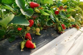 Srpnová chyba při pěstování jahod, která příští rok sníží úrodu o 50 %: Prostříhávání
