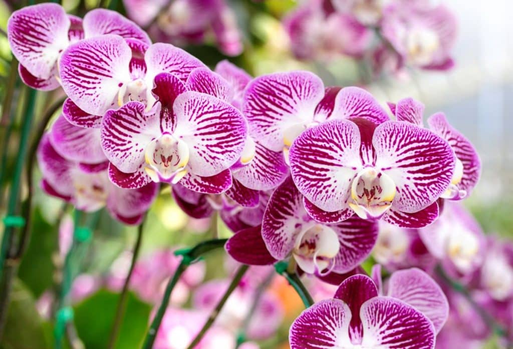 růžová orchidej