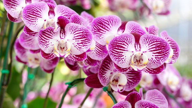 růžová orchidej