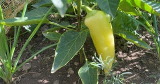 Proč papriky rostou tenkostěnné a ne šťavnaté: Chyba může být v teplotě i vzduchu –⁠ extrémy rostlině škodí