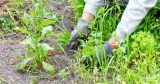 Lidové metody, jak se zbavit plevele: Osvědčila se soda s mýdlem i lékařský alkohol