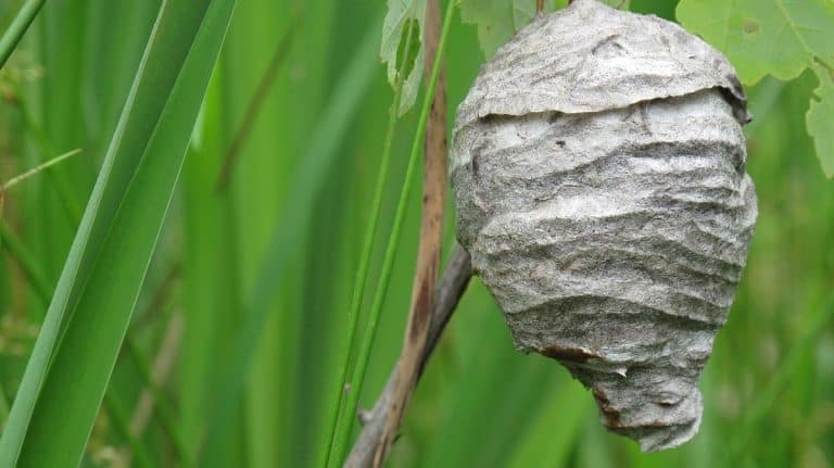 Hmyz se jejímu domu vyhýbá obloukem: Stačilo uháčkovat imitaci vosího hnízda