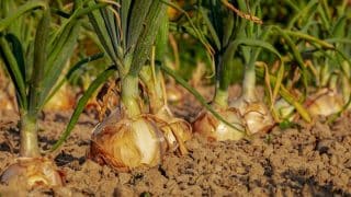 Závěrečné hnojení cibule pro velkou úrodu do 15 Kč: Popel či ledek