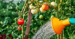 Jak zvýšit úrodu rajčat o 50 %: Klíč je v zalévání –⁠ mimo listy a v intervalu cca 3 dnů