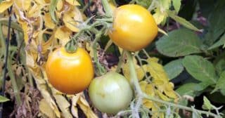 Když listy rajčat začaly žloutnout: Příčinou může být špatná vlhkost, choroba či útok škůdců
