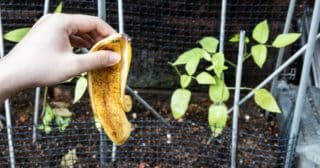 Banánová slupka jako kvalitní výživa pro rostliny: Stačí na záhon rozházet její kousky, variantou je i tekuté hnojivo