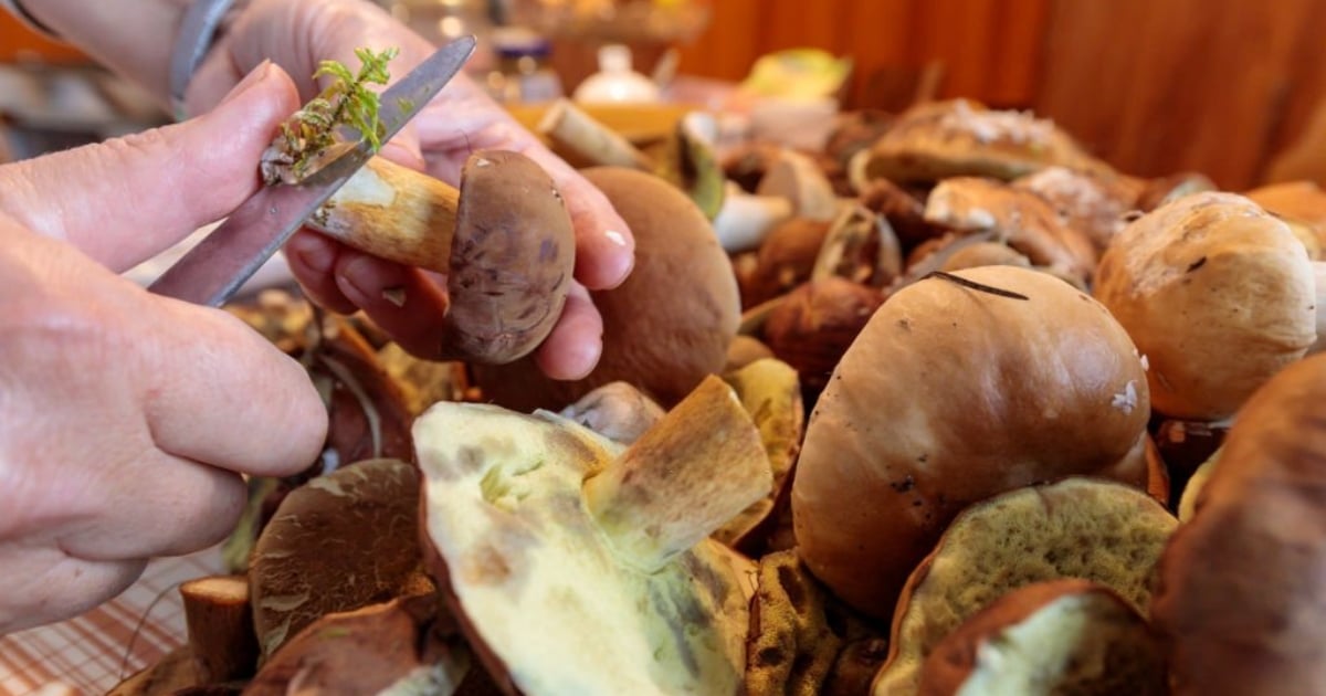 Minutové čištění hub bez nože: Mouka je zbaví veškerých nečistot