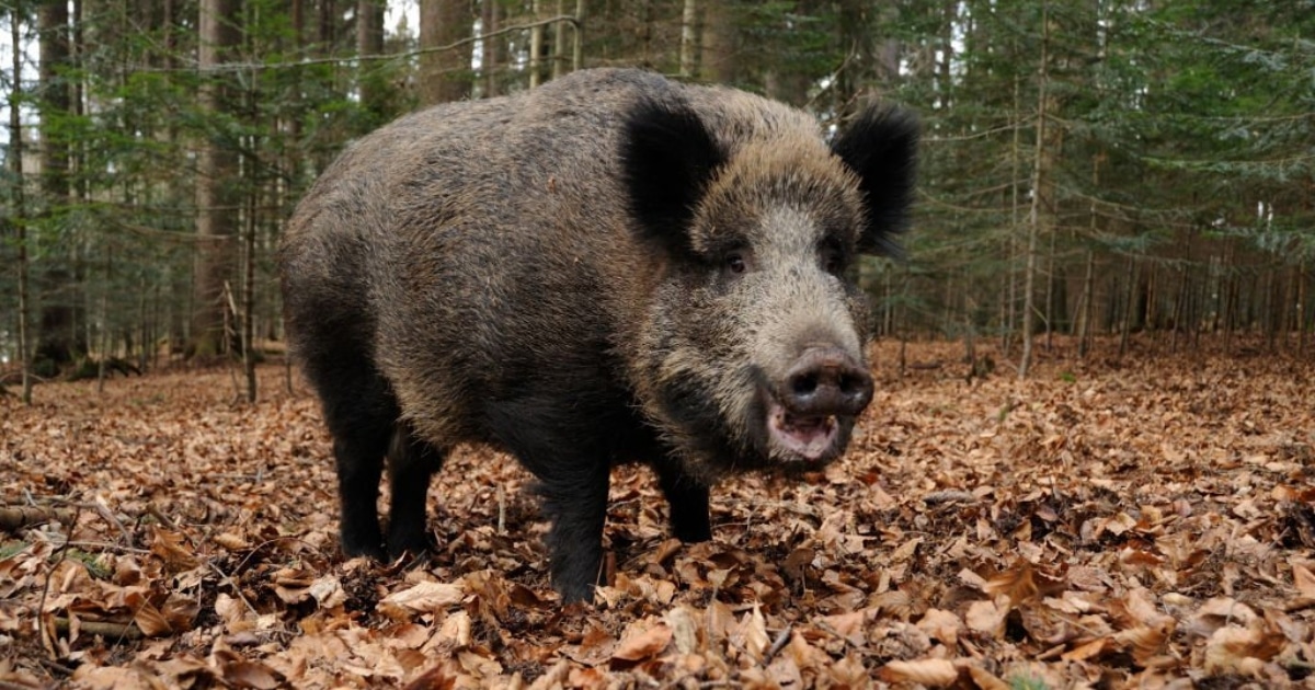 Jak se zachovat v přítomnosti divokého prasete: Když nepomůže plížení, možnou záchranou je strom