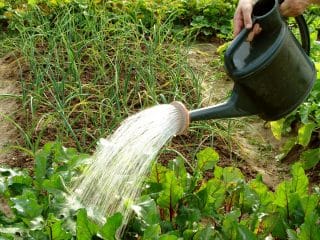 Používáte na své zahradě špatně vodu? Hrozí pokuta až 100 tisíc Kč a můžou vás dokonce úplně odstřihnout od přívodu