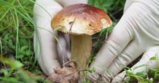 Jak spolehlivě rozlišit jedlou houbu od jedovaté: Je potřeba sledovat barvu, „límeček“ i typ klobouku