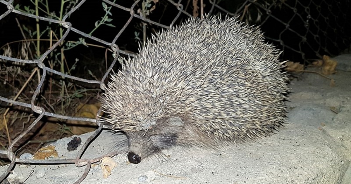 Ježka se nevyplatí ze zahrady vyhánět. Je to přirozený zabiják slimáků