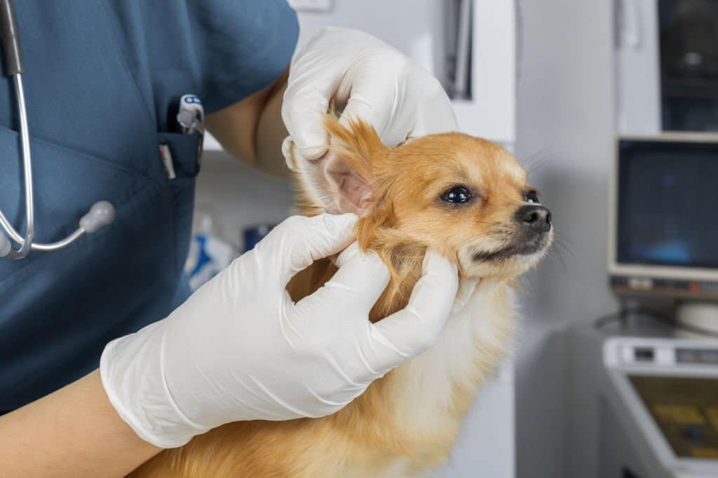 V psích uších může žít nebezpečná houba, která se přenáší i na člověka. Vědci varují před Candida auris