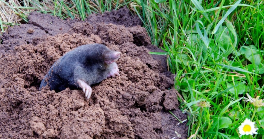 Každý, kdo má na zahradě krtiny, by měl vědět o pokutě 50 000 Kč.
