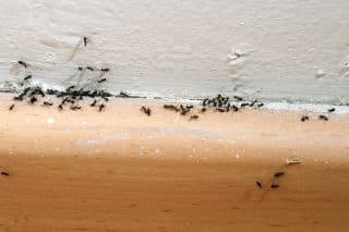 mravenci zed lino