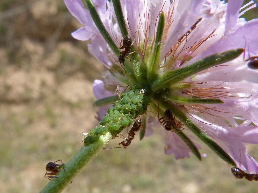 Mšice a mravenci na květině