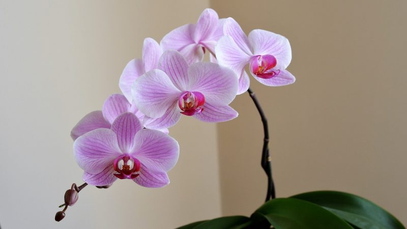 Kvetoucí orchidej