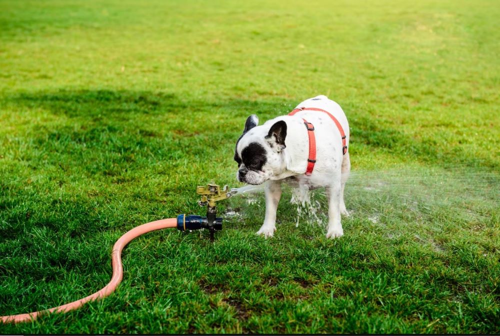 pes chytá vodu z postřikovače