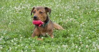 Při venčení na psa číhá mnoho nástrah: Toxické rostliny, jako je např. břečťan, konvalinka či zimostráz