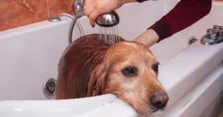 Ucpanému odtoku při mytí psa zabrání obyčejná drátěnka. Stačí ji umístit do odtoku