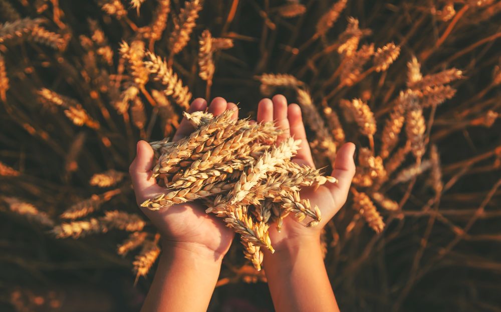pšenice v dlaních