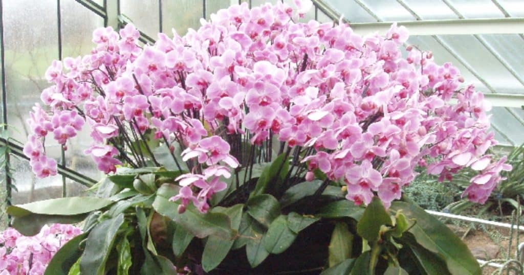 Orchideje se za jednu lžičku odvděčí královsky