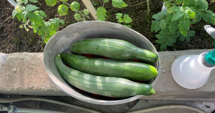tri okurky kybl sklenik