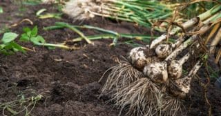 Pěstované palice česneku se dají zvětšit díky vhodnému hnojivu. Dobře poslouží popel i jód