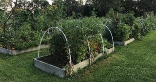 Jak zvětšit prostor pro pěstování plodin: Zakrslé stromky, truhlíky či závěsné květináče