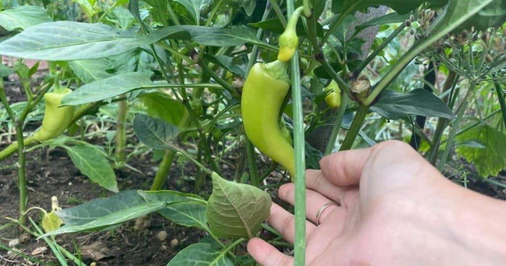 zelena paprika pestovani