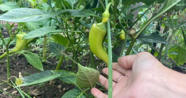 zelena paprika pestovani