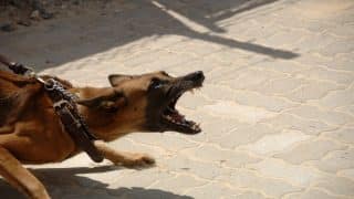 10 nejagresivnějších psích plemen: Mezi nezkrotné psy patří německý ovčák, staford i čivava