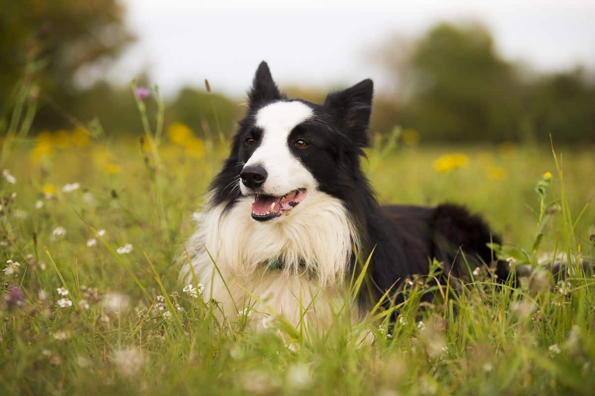 Od přírody neposlušní psi: Vlkodav, rotvajler i Jack Russell