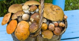 Nejlepší denní doba pro sběr hub: Za úsvitu jsou lépe vidět
