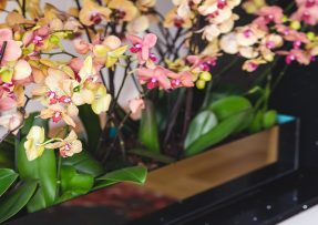 Bohatě kvetoucí orchideje na parapetu