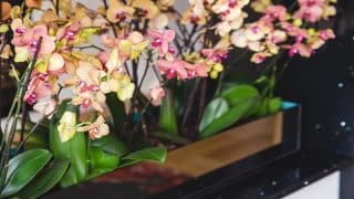 Hnijící orchidej zachrání přesazení a lázeň v černém čaji