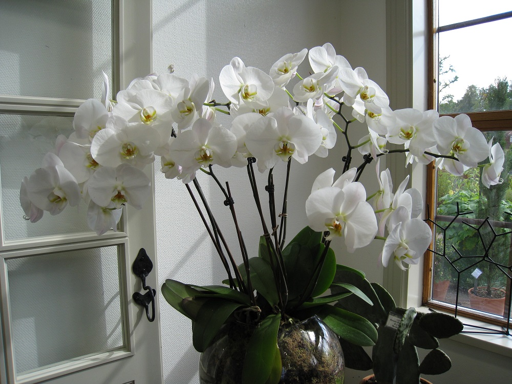 Bílá bohatě kvetoucí orchidej u okna