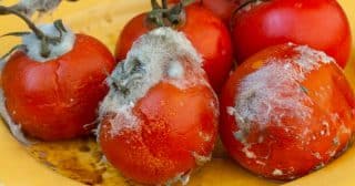 Plesnivá rajčata se ještě dají využít. Stačí nasbírat semínka a vypěstovat si nová