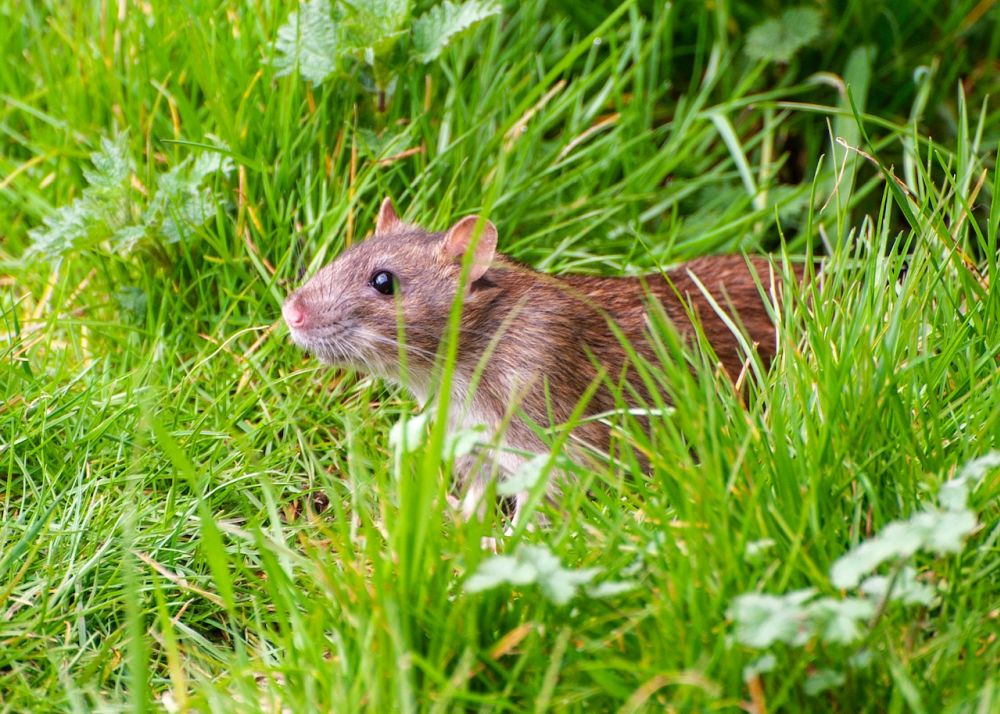 Potkan v trávě
