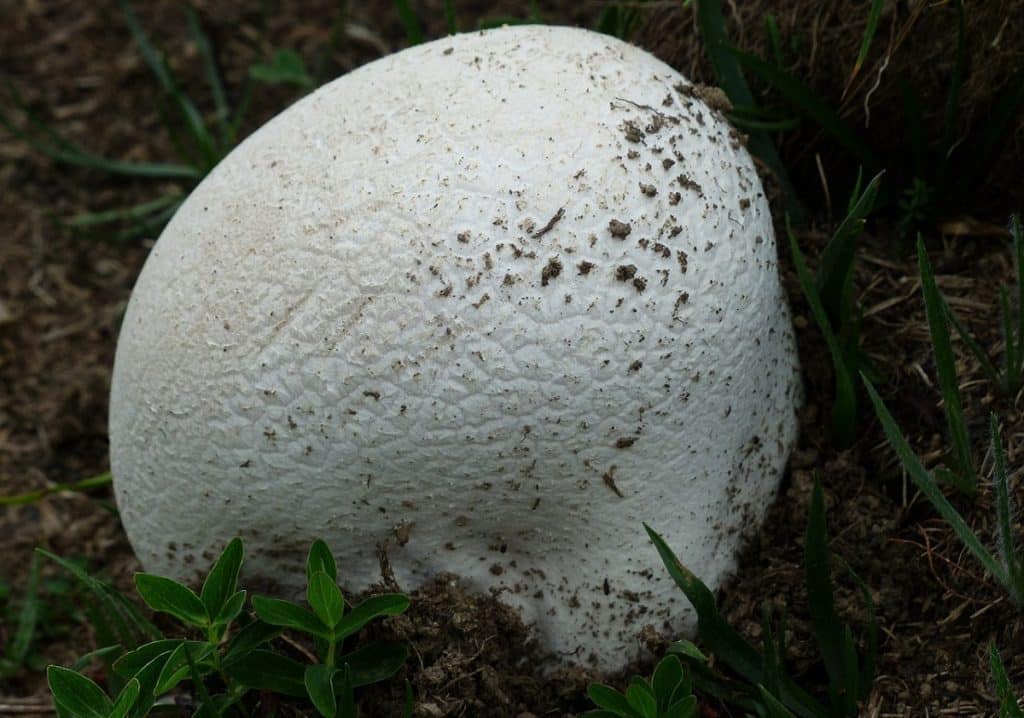 Vatovec obrovský neboli pýchavka
