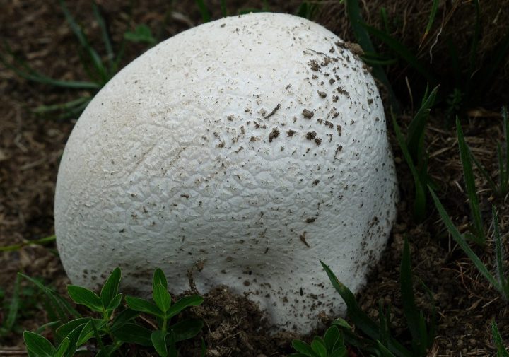 Vatovec obrovský neboli pýchavka