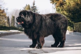 Nejdražší psí plemena roku 2023: Československý vlčák stojí i přes milion, částka za tibetského mastifa se šplhá až k desítkám milionů
