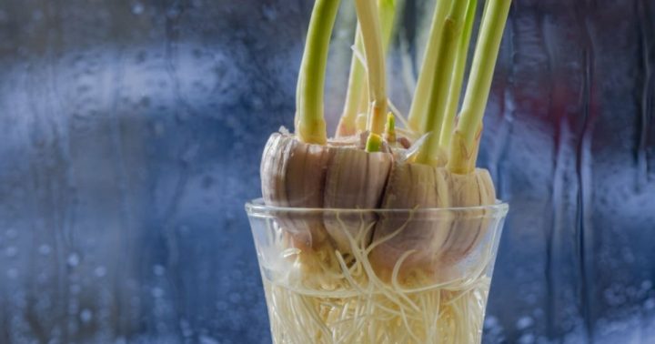 cesnek kelimek pestovani
