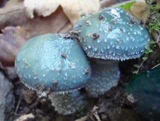 Modrá houba připomínající šmoulí domečky roste až do jara. Málokdo ví, že je límcovka měděnková jedlá