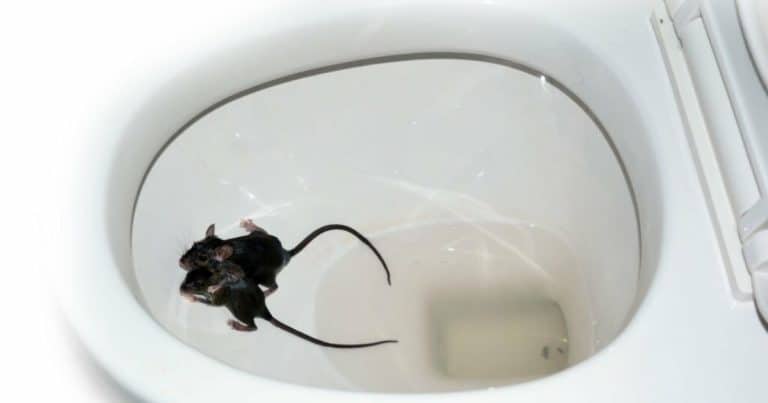Před usednutím se vyplatí zkontrolovat toaletu. Potrubím může prolézt žába, pavouk i potkan