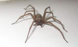Největší pavouk, který se v domácnosti může uhnízdit: Pokoutníka vystraší mátový olej