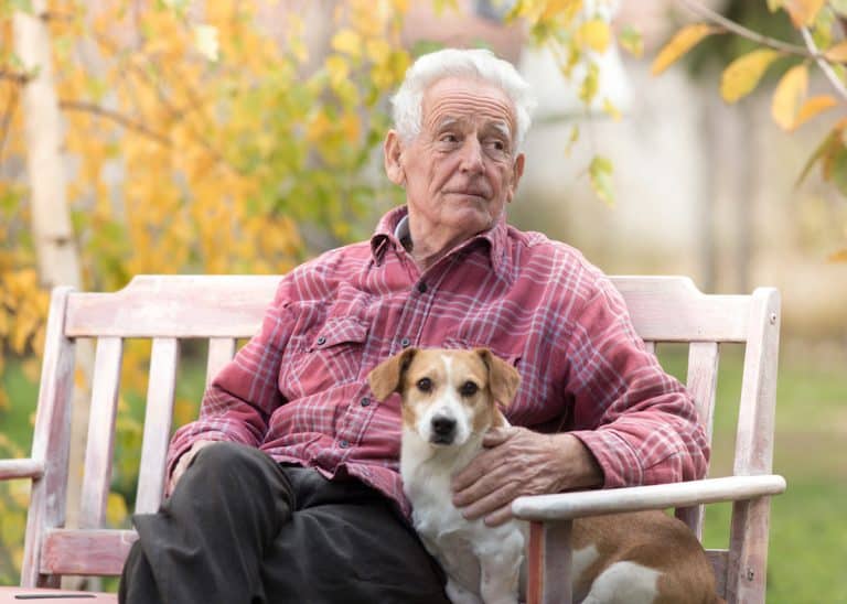 Nejvhodnější psí plemena pro důchodce: Skvělými parťáky jsou kokršpaněl, čivava i pudl