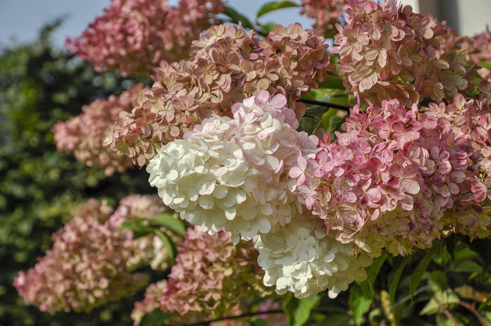Hortenzie latnatá je krásná v každé fázi květu