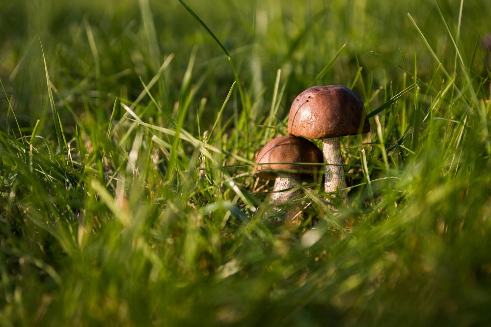 houba v trávě