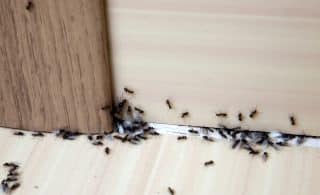 mravenci doma duchy