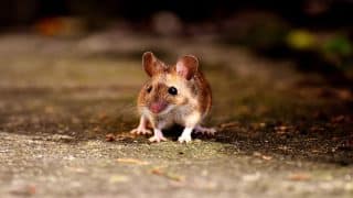 Jak se v listopadu 2023 vyhnout myším a potkanům? Zasazením máty, levandule a dalších rostlin se dá nezvaným hostům předejít
